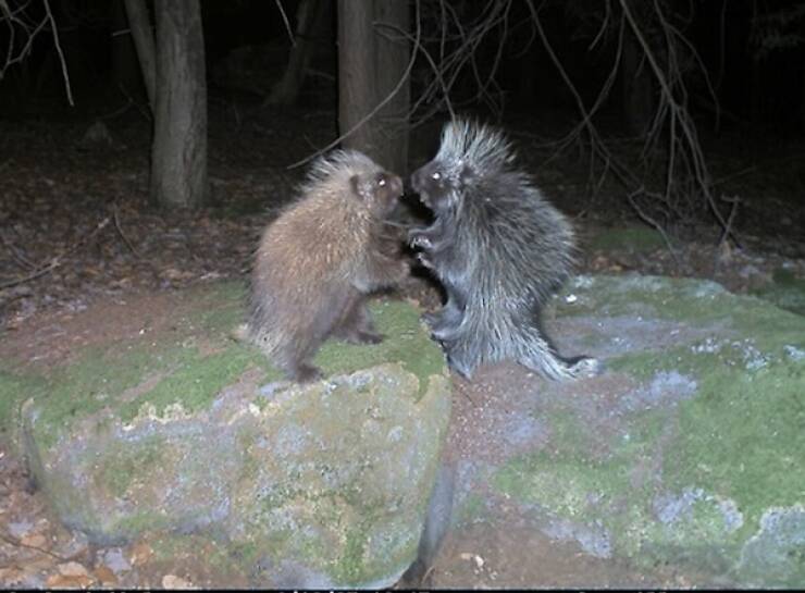 Raw And Wild Trail Cam Clips Raw And Wild Trail Cam Clips