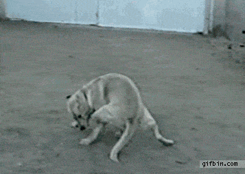 https://img.izismile.com/img/img15/20250510/gifs/daily_gifdump_4999_06.gif