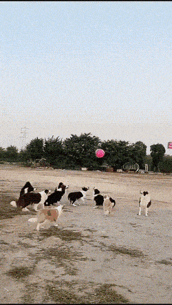 https://img.izismile.com/img/img15/20250510/gifs/daily_gifdump_4999_12.gif