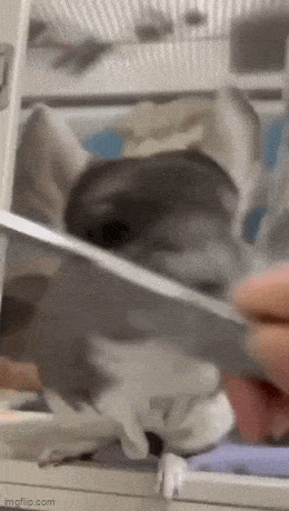 https://img.izismile.com/img/img15/20250510/gifs/daily_gifdump_4999_36.gif