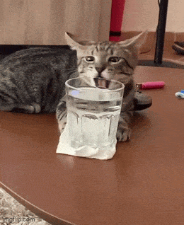 https://img.izismile.com/img/img15/20250510/gifs/daily_gifdump_4999_45.gif
