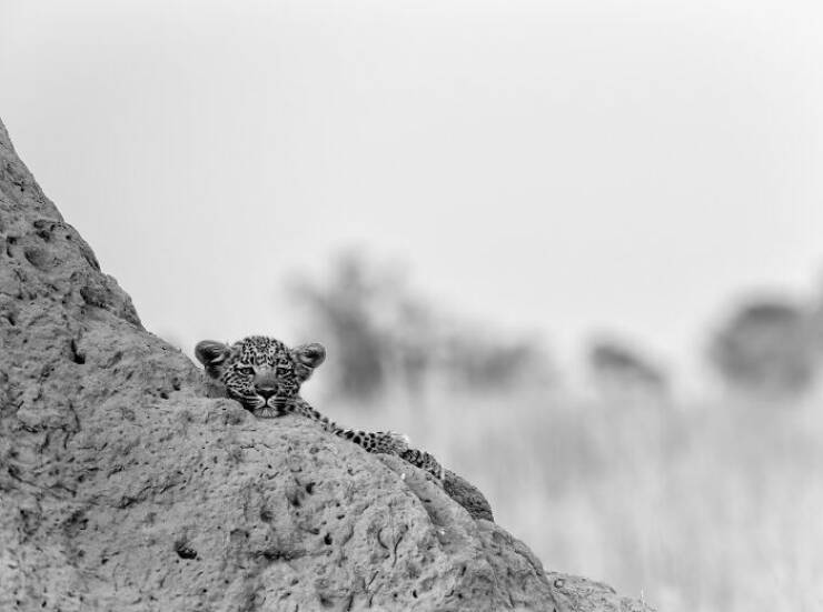 A Single Frame, Countless Narratives: Explore the Stunning Winning Photos from the 2025 Contest