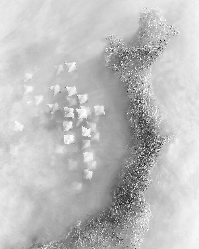 A Single Frame, Countless Narratives: Explore the Stunning Winning Photos from the 2025 Contest