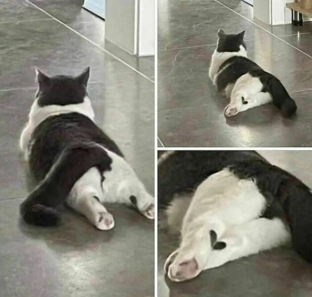 Cancel Your Plans, It’s Cat O’Clock!