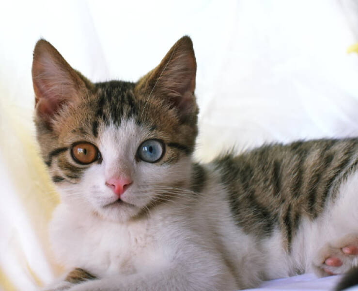 Cancel Your Plans, It’s Cat O’Clock!