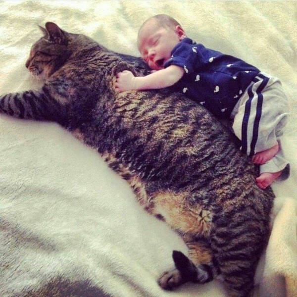 Cancel Your Plans, It’s Cat O’Clock!