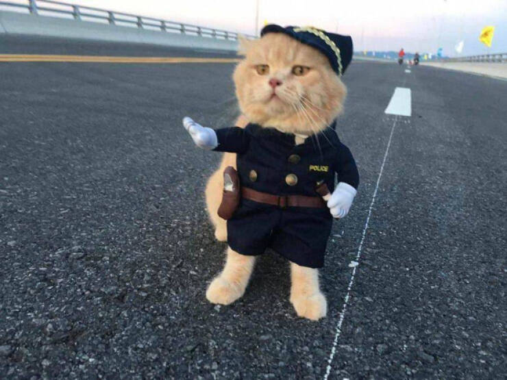 Cancel Your Plans, It’s Cat O’Clock!