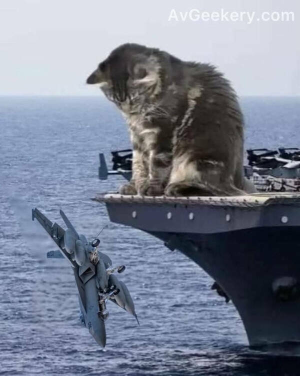 Cancel Your Plans, It’s Cat O’Clock!