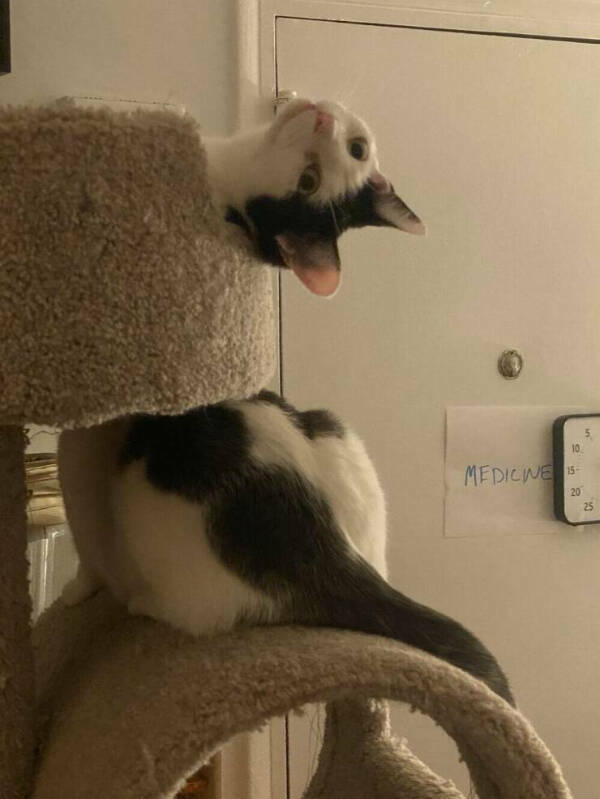 Cancel Your Plans, It’s Cat O’Clock!