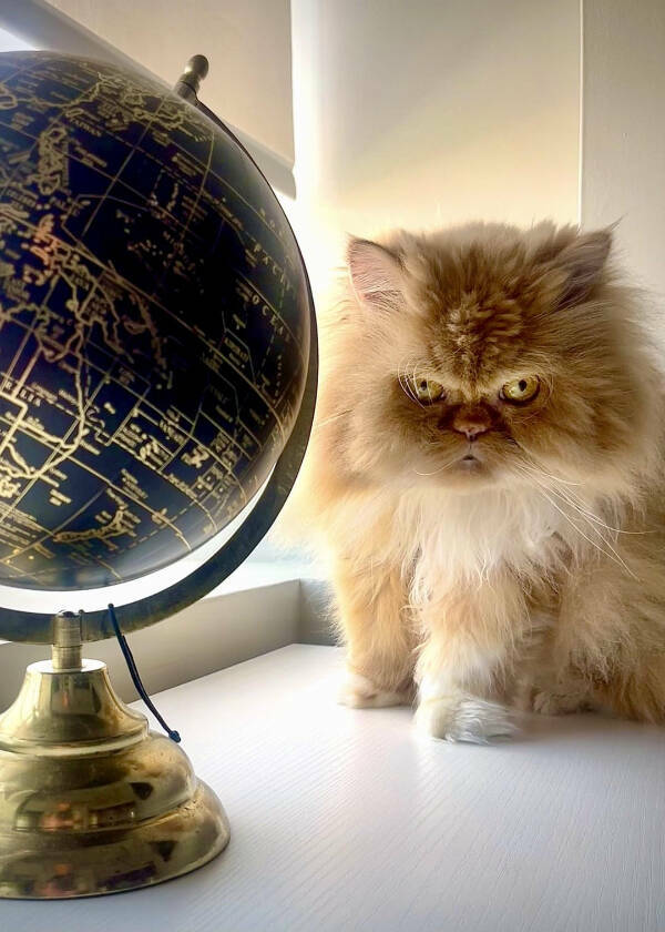 Cancel Your Plans, It’s Cat O’Clock!