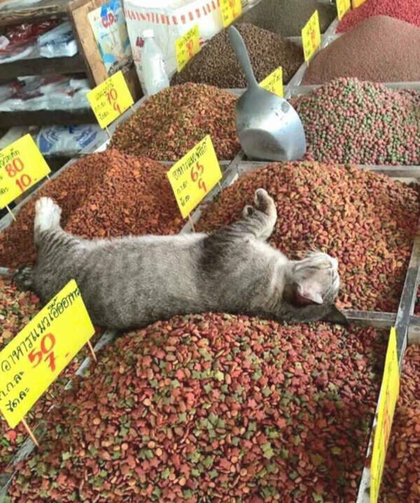 Cancel Your Plans, It’s Cat O’Clock!