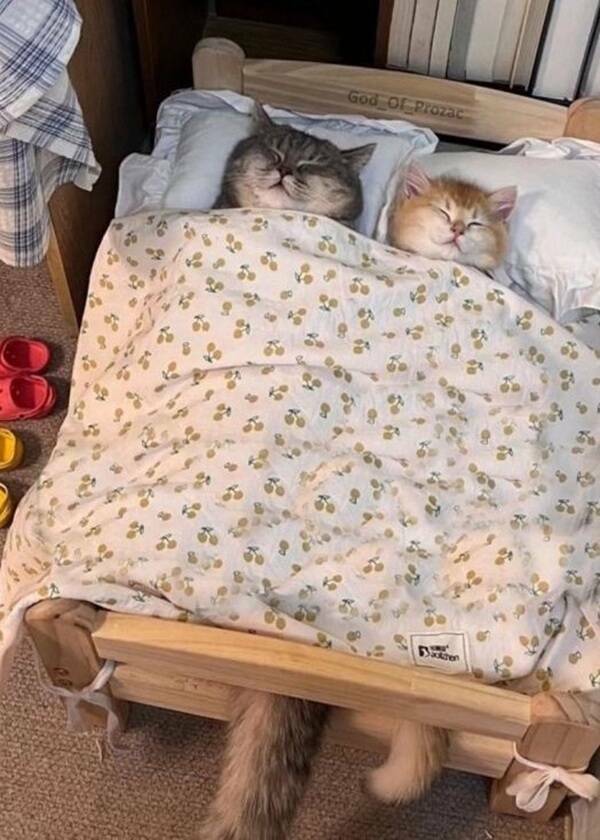 Cancel Your Plans, It’s Cat O’Clock!