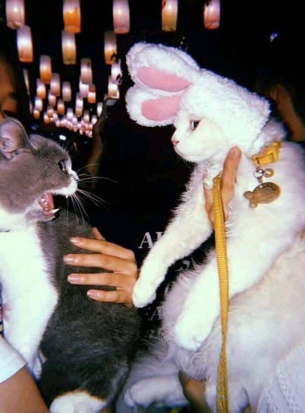 Cancel Your Plans, It’s Cat O’Clock!