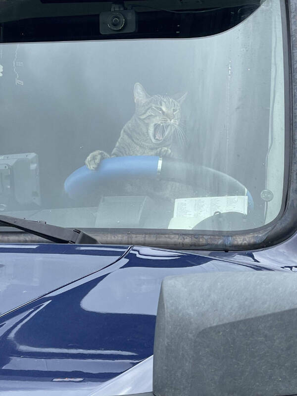 Cancel Your Plans, It’s Cat O’Clock!