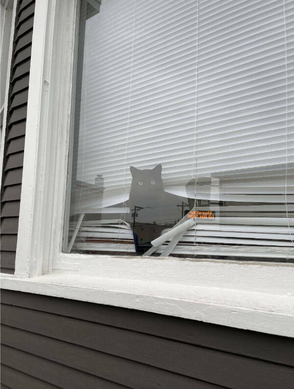 Cancel Your Plans, It’s Cat O’Clock!