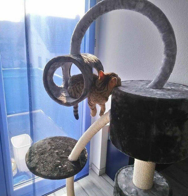 Cancel Your Plans, It’s Cat O’Clock!