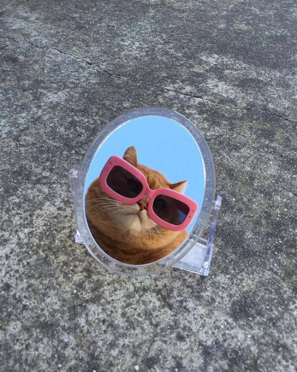 Cancel Your Plans, It’s Cat O’Clock!