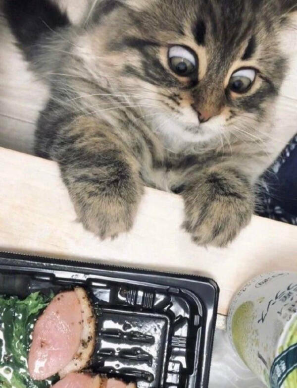 Cancel Your Plans, It’s Cat O’Clock!