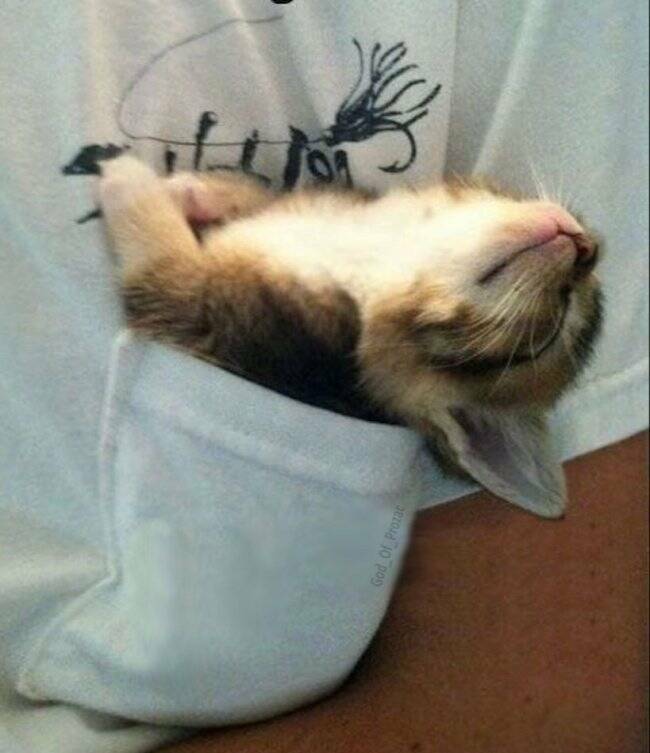 Cancel Your Plans, It’s Cat O’Clock!