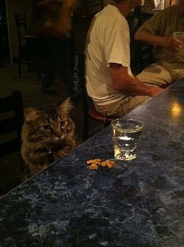 Cancel Your Plans, It’s Cat O’Clock!