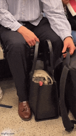 Daily Gifdump Daily Gifdump