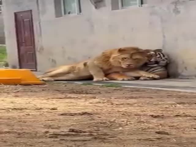 The Tiger Truly Loves His Personal Space, But The Lion Apparently Loves It Even More