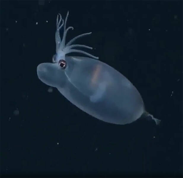 Stunning Ocean Photos That Reveal Its Deepest Mysteries