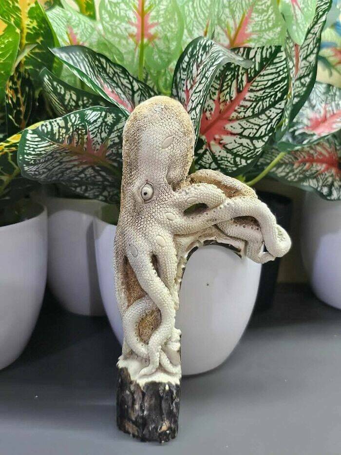 Stunning Ocean Photos That Reveal Its Deepest Mysteries