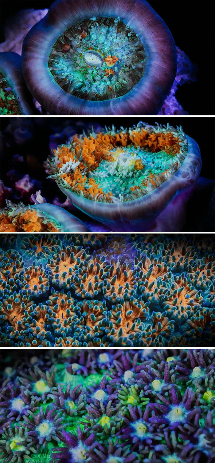 Stunning Ocean Photos That Reveal Its Deepest Mysteries