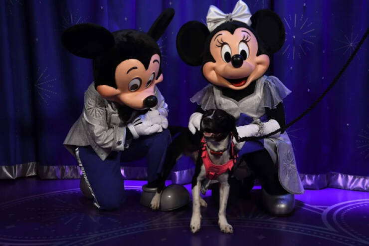 Working Dogs Want Snacks… And A Promotion