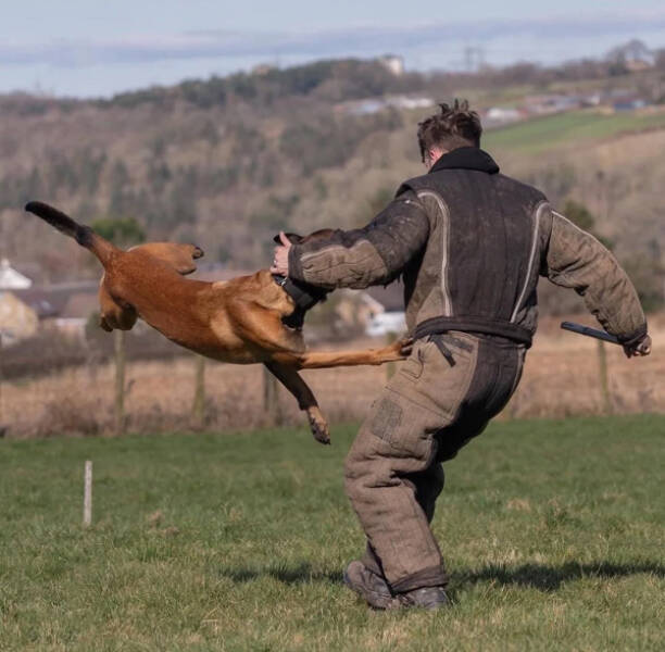 Working Dogs Want Snacks… And A Promotion