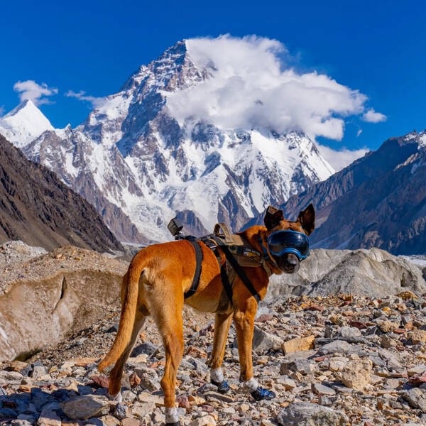 Working Dogs Want Snacks… And A Promotion