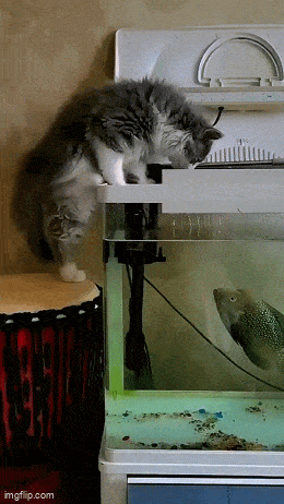 Daily Gifdump Daily Gifdump