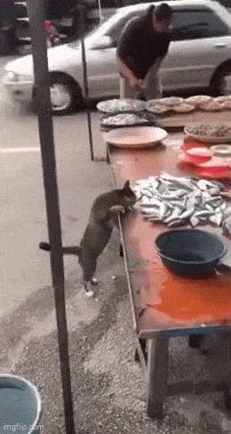 Daily Gifdump Daily Gifdump