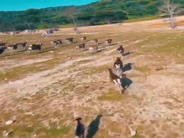Goats Goats Here Comes A Drone