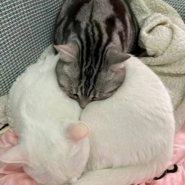 Adorable Animal Moments You Have to See