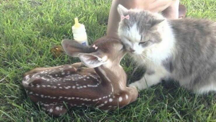 Adorable Animal Moments You Have to See