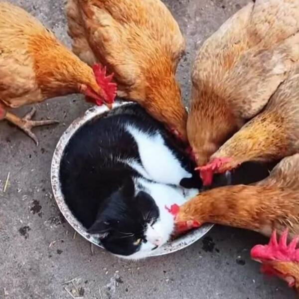 Adorable Animal Moments You Have to See