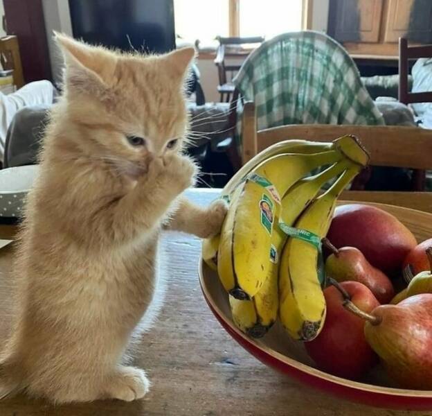 Adorable Animal Moments You Have to See