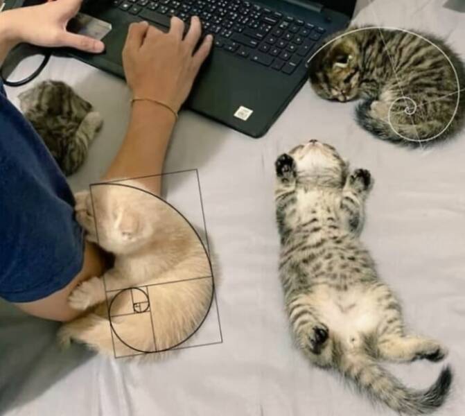 Adorable Animal Moments You Have to See