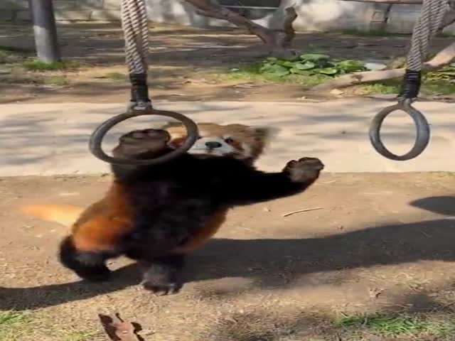 Even Firefox Got In Shape For Summer!