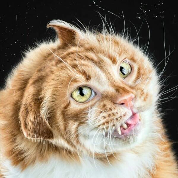 Fur In Motion: Split-Second Chaos Caught On Camera