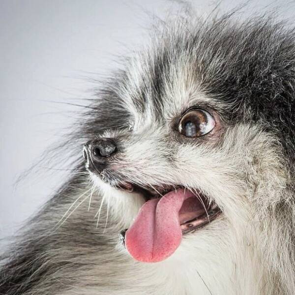 Fur In Motion: Split-Second Chaos Caught On Camera