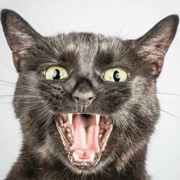 Fur In Motion: Split-Second Chaos Caught On Camera