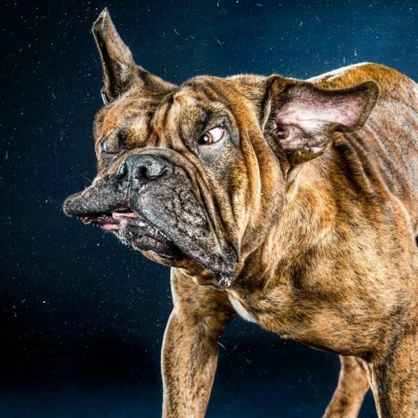 Fur In Motion: Split-Second Chaos Caught On Camera