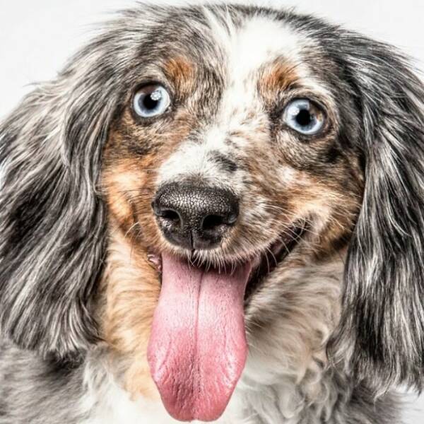 Fur In Motion: Split-Second Chaos Caught On Camera