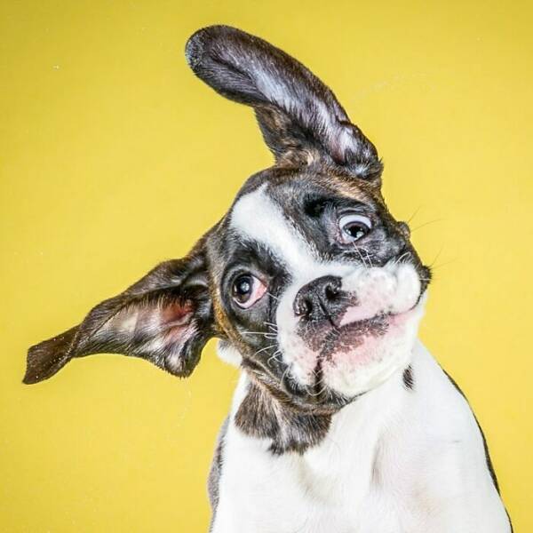 Fur In Motion: Split-Second Chaos Caught On Camera