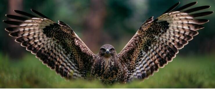 Wildlife As You’ve Never Seen It