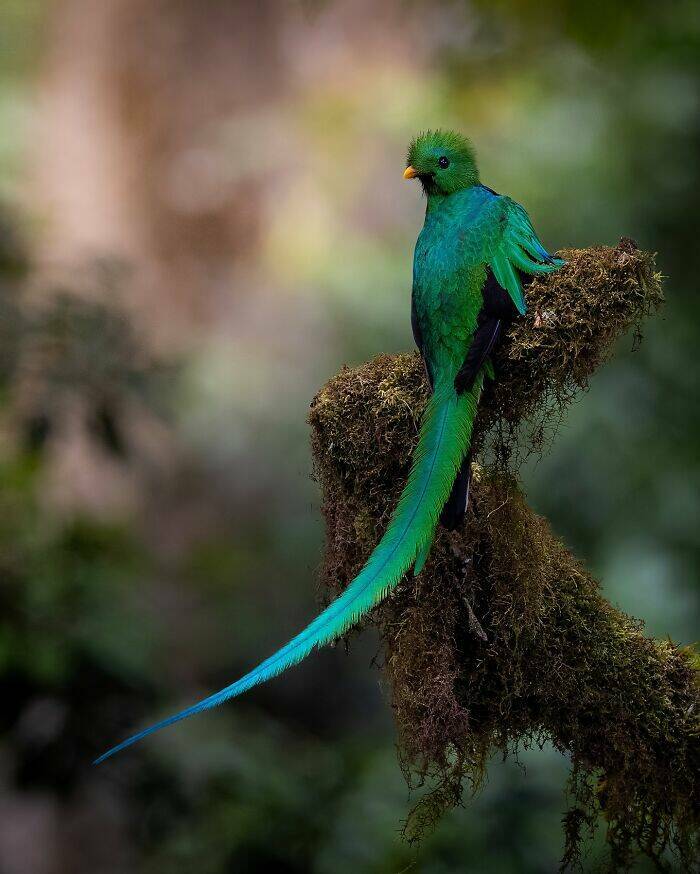 Wildlife As You’ve Never Seen It