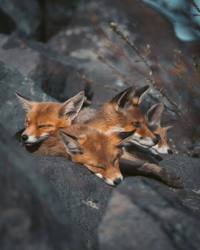 Wildlife As You’ve Never Seen It